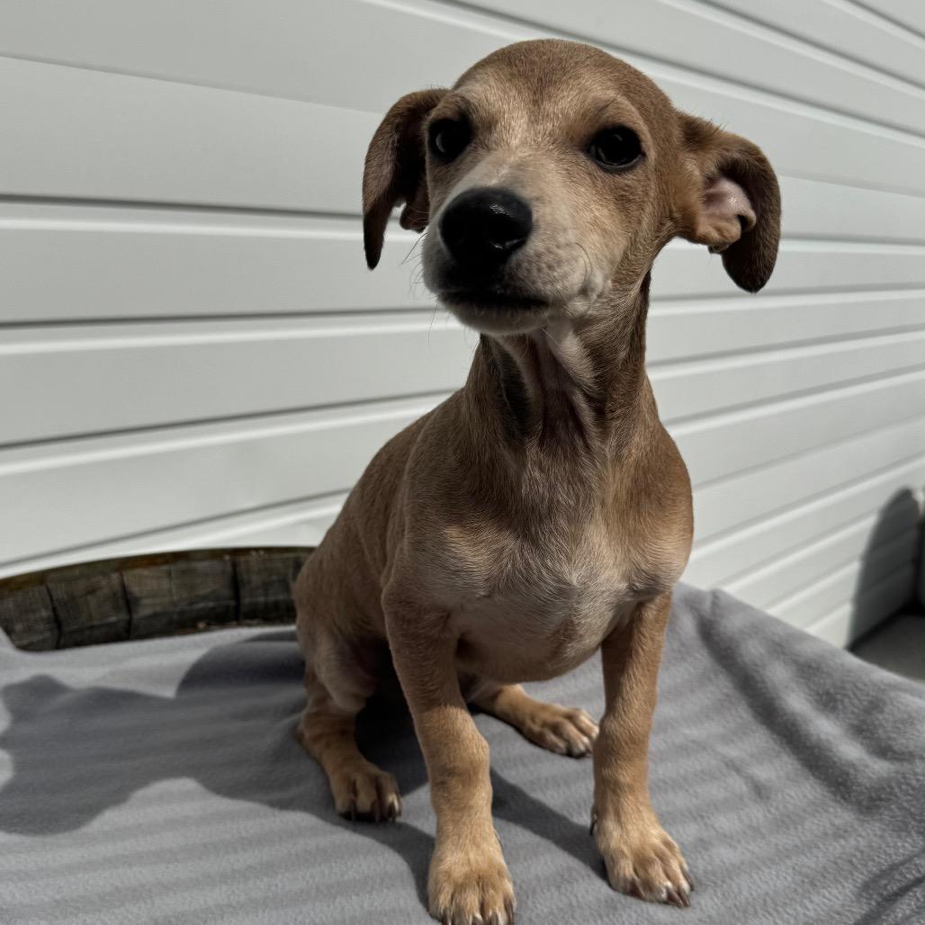 Enlarge Biscuit, a Adoptable mixed breed in Newberg, OR image 6/6