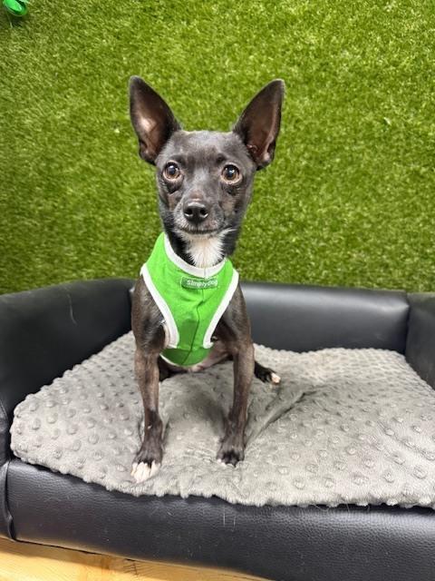 Hulk, Adoptable, Adult Male Chihuahua.