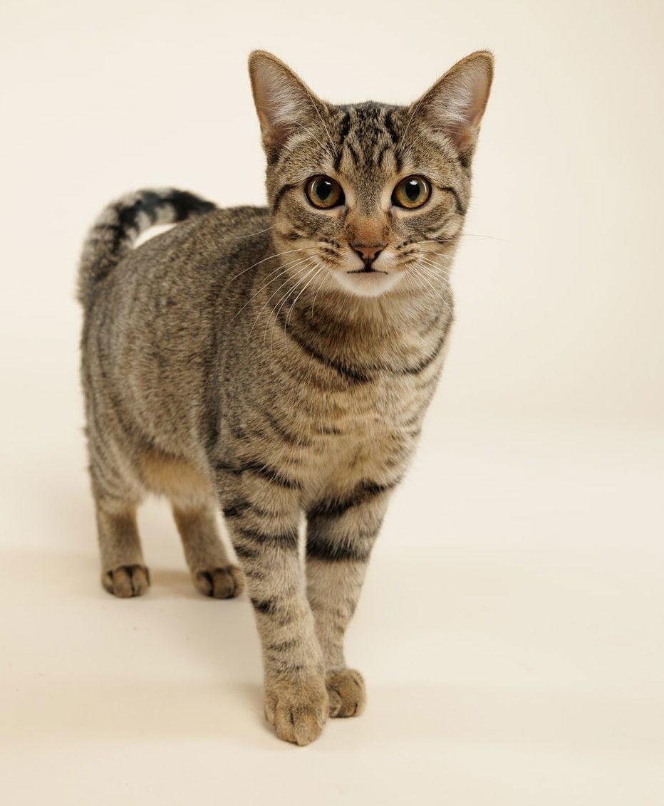 Rhubarb (+Ocelot), Adoptable, Young Male Domestic Short Hair.