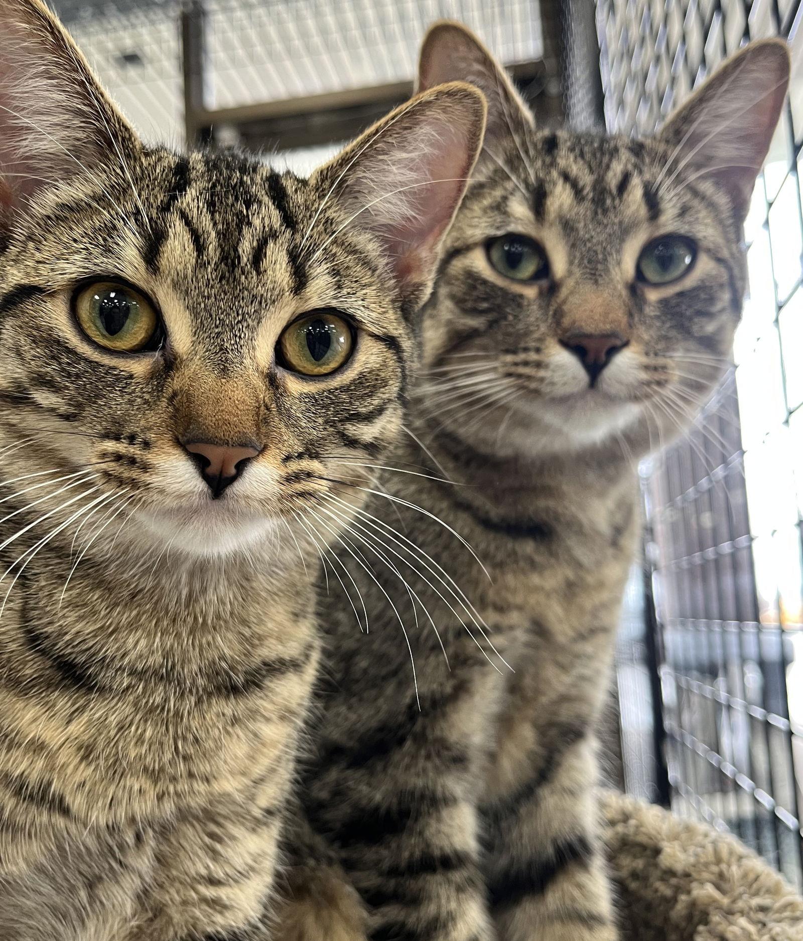 Enlarge Rhubarb (+Ocelot), a Adoptable Domestic Short Hair in Richmond Hill, ON image 2/3