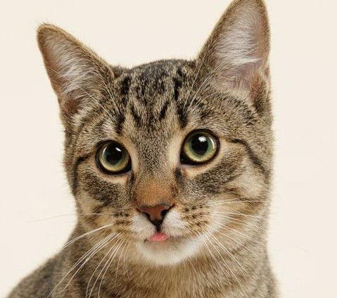 Enlarge Rhubarb (+Ocelot), a Adoptable Domestic Short Hair in Richmond Hill, ON image 3/3