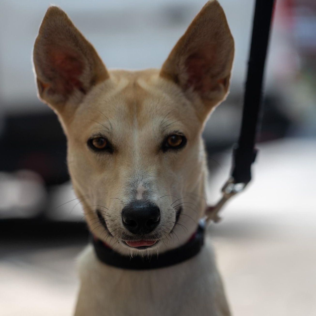 Enlarge Carib Grackle, a ADOPTABLE mixed breed in Brooklyn, NY image 2/5