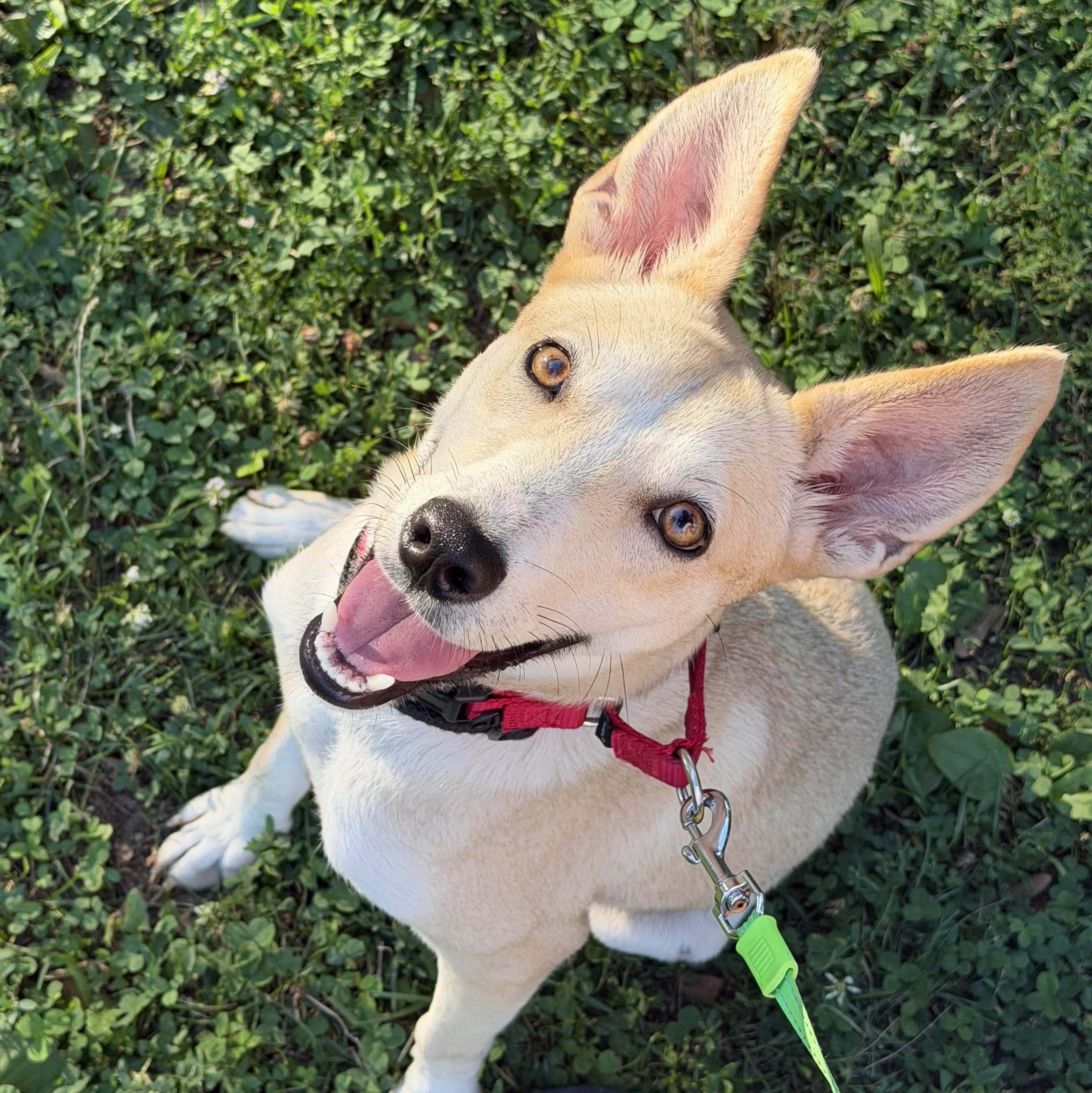 Enlarge Carib Grackle, a ADOPTABLE mixed breed in Brooklyn, NY image 3/5