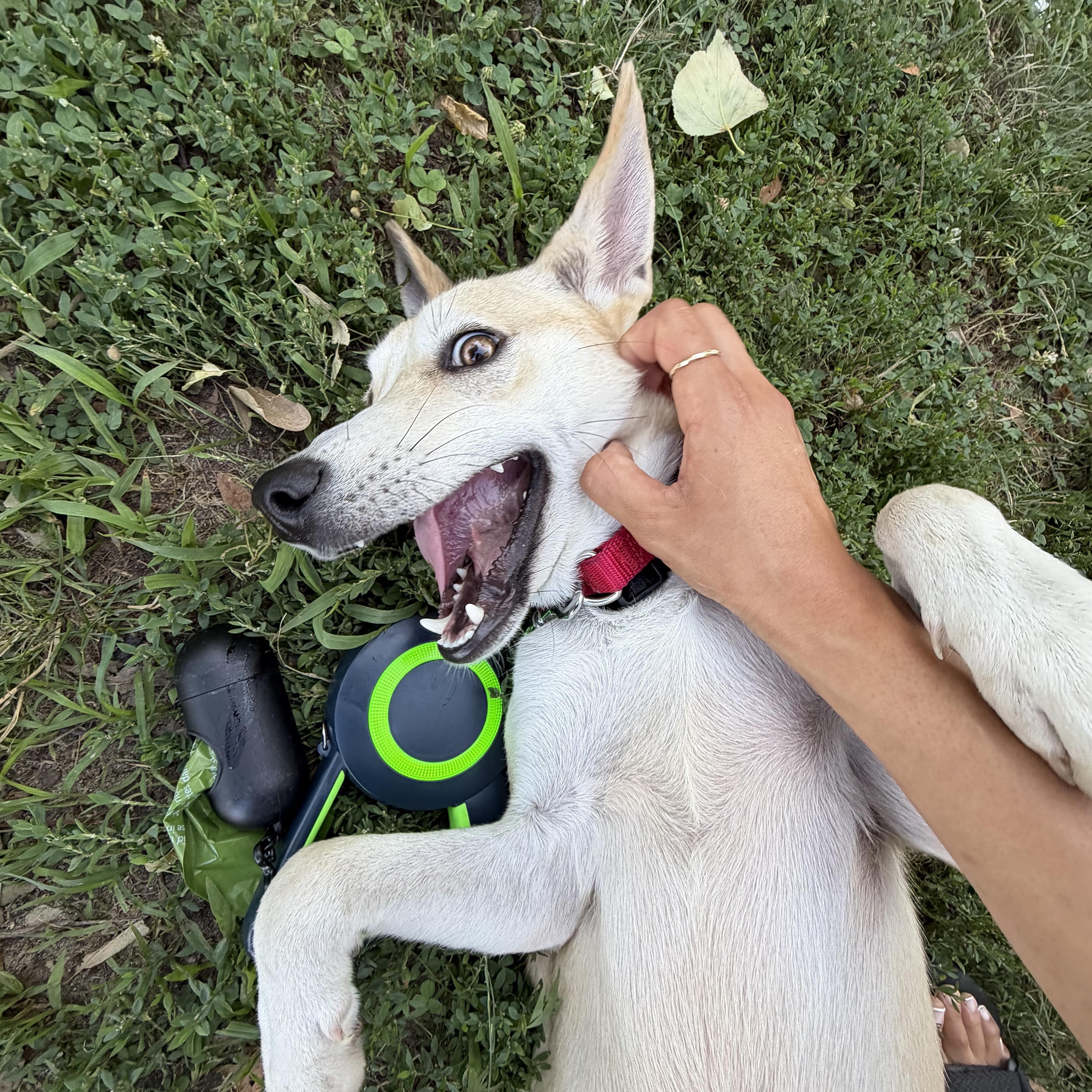 Enlarge Carib Grackle, a ADOPTABLE mixed breed in Brooklyn, NY image 5/5