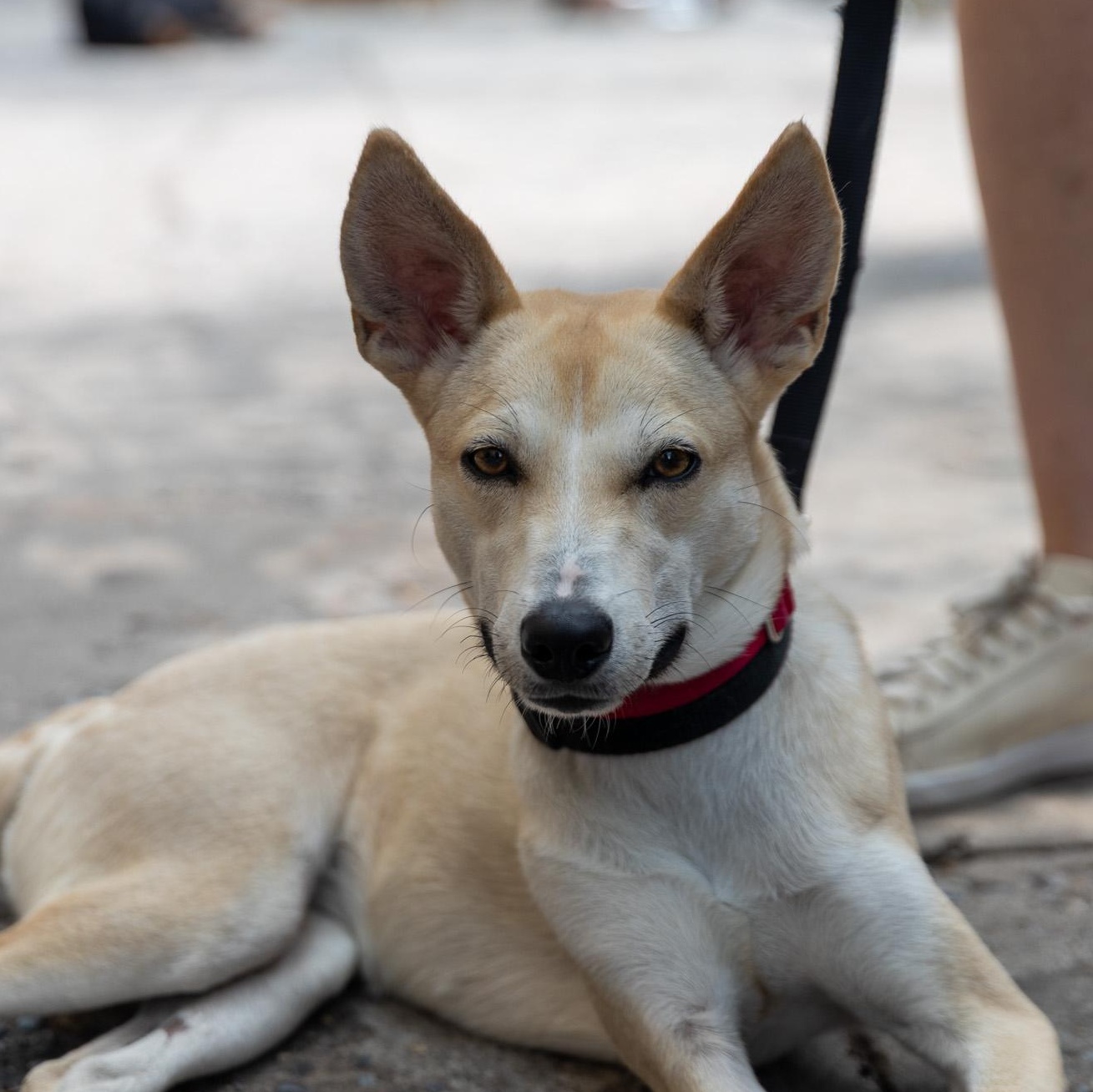 Carib Grackle, ADOPTABLE, Young Female Terrier.
