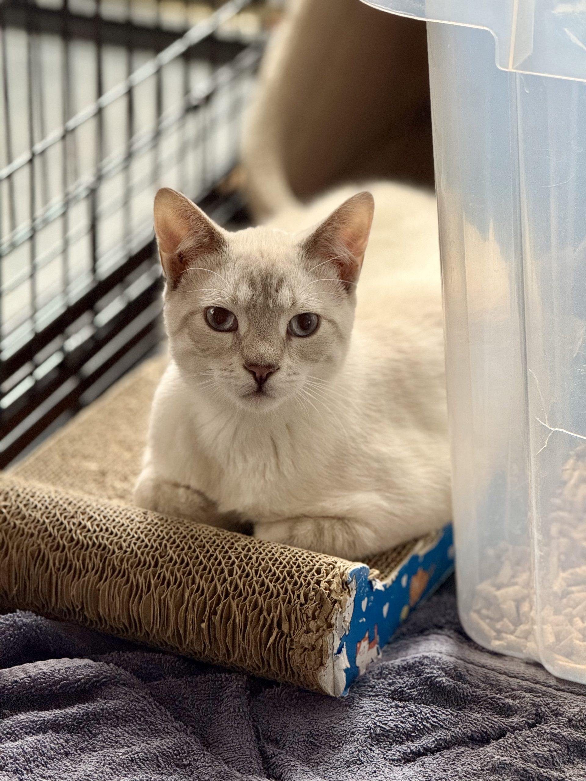 Ziggy, Adoptable, Kitten Male Domestic Short Hair.