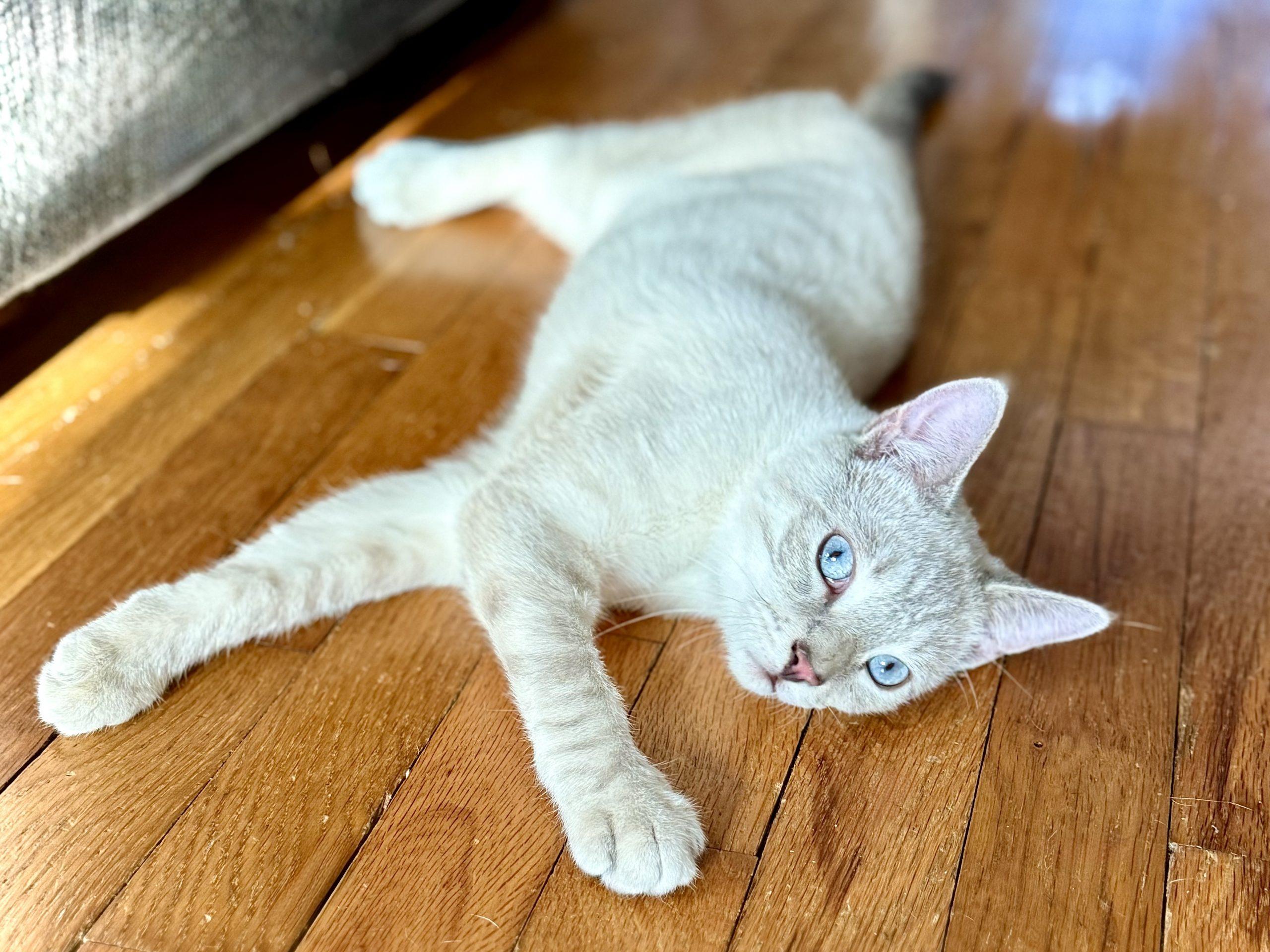 Ziggy, Adoptable, Kitten Male Domestic Short Hair.