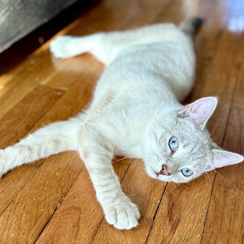 Ziggy, Adoptable, Young Male Domestic Short Hair.