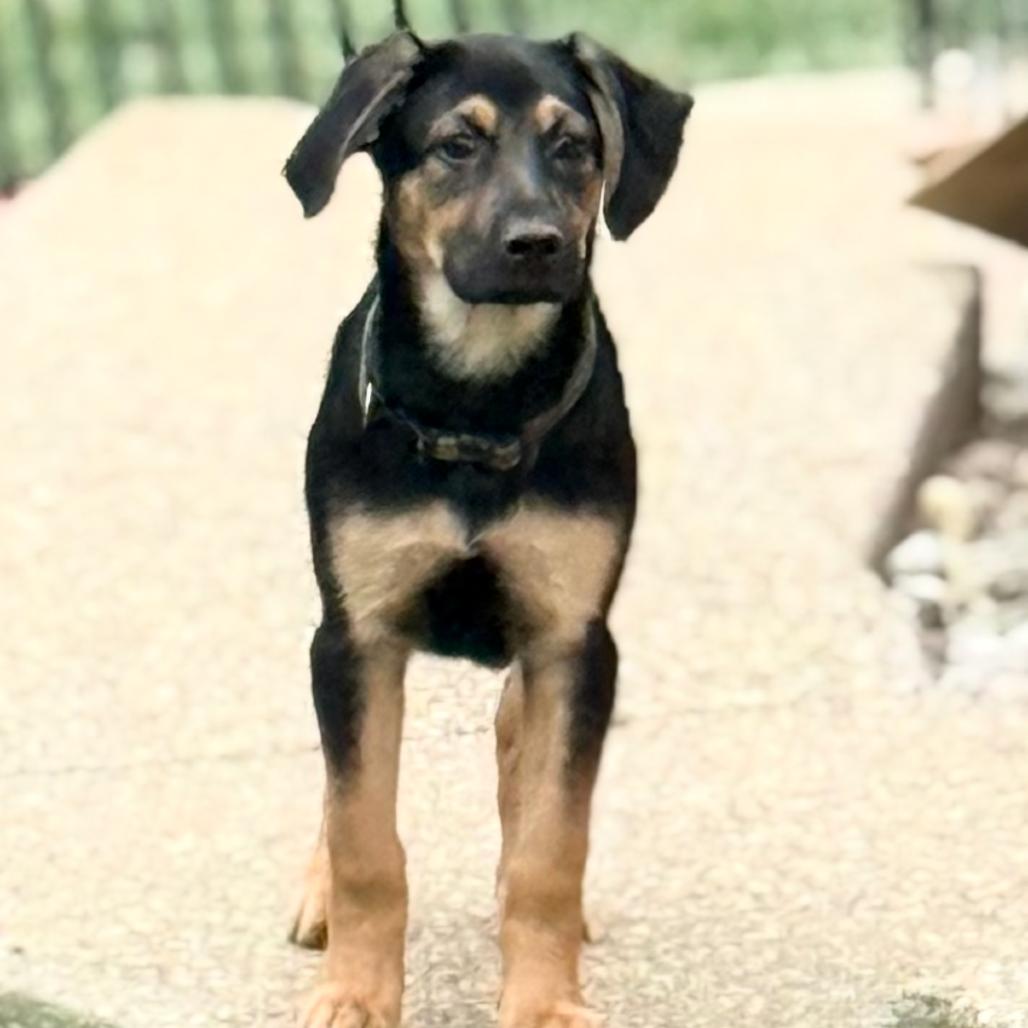 Enlarge HOOCH, a ADOPTABLE mixed breed in La Grange, KY image 2/6