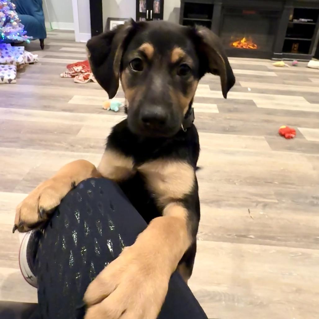 Enlarge HOOCH, a ADOPTABLE mixed breed in La Grange, KY image 4/6