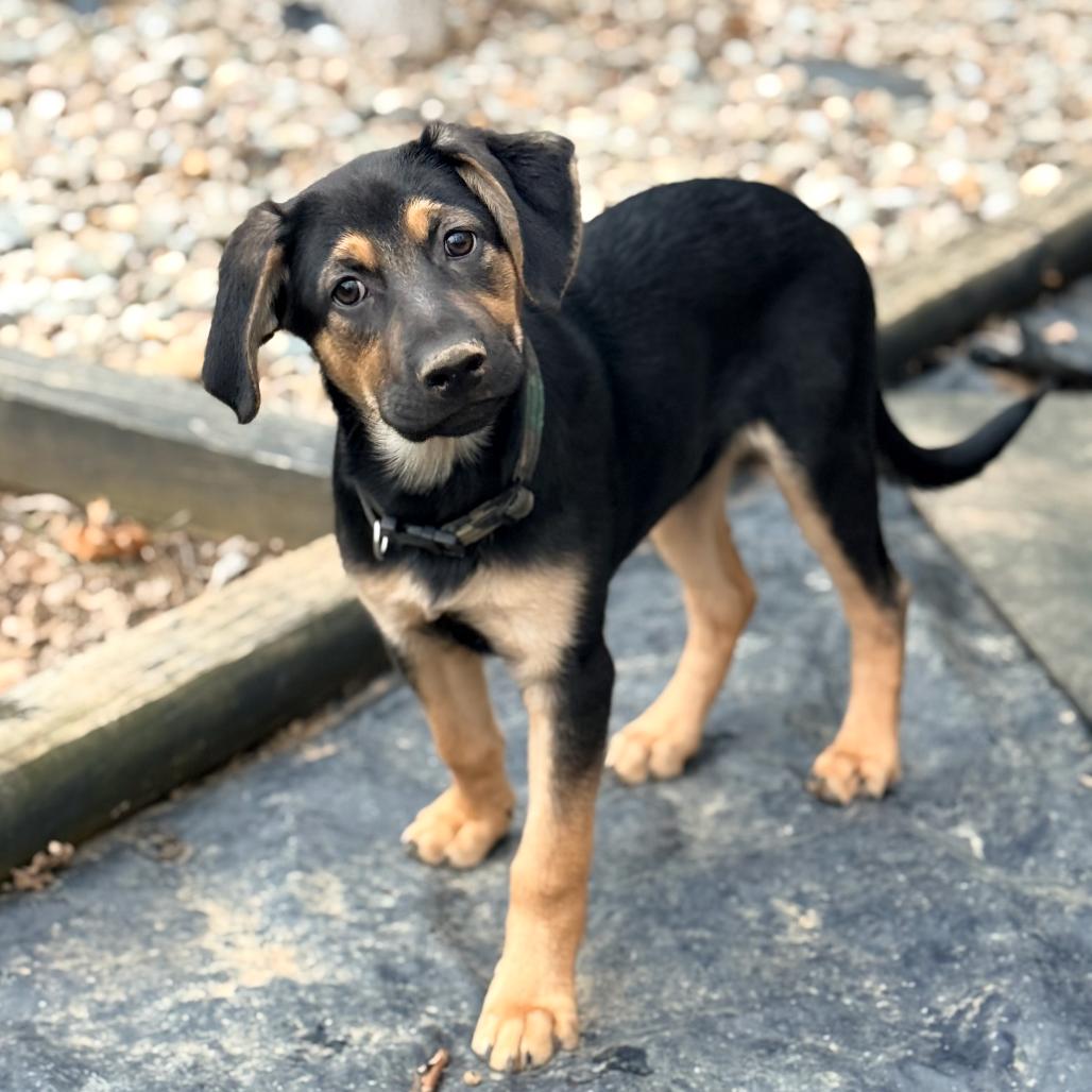 HOOCH, ADOPTABLE, Puppy Male Shepherd.