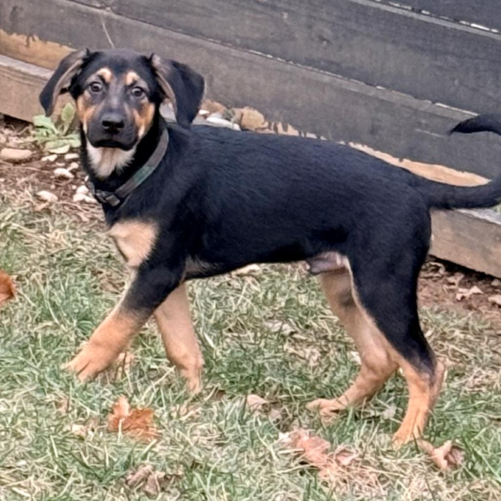 Enlarge HOOCH, a ADOPTABLE mixed breed in La Grange, KY image 6/6