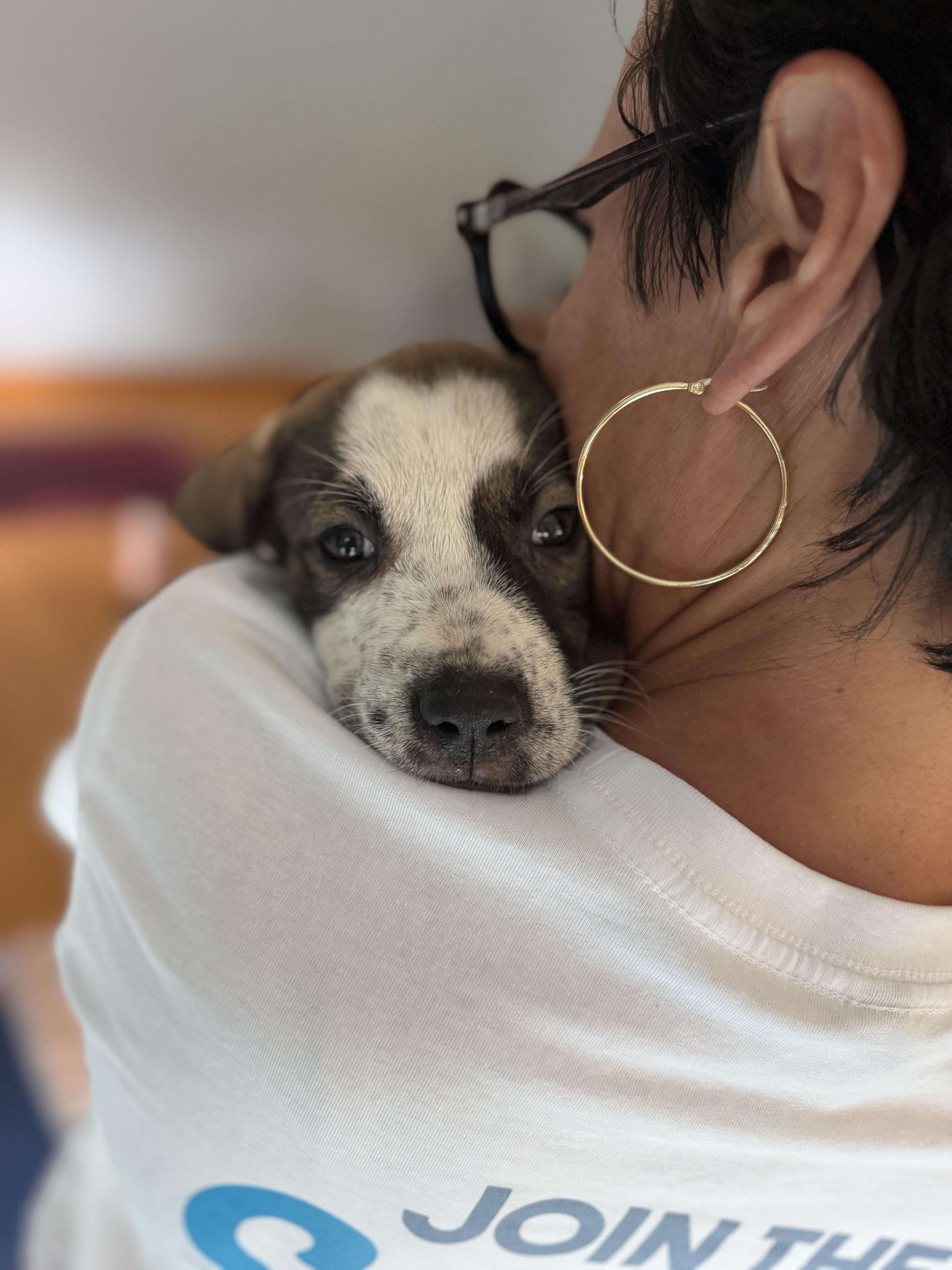 Enlarge Miss Susie, a Adoptable mixed breed in Pasadena, CA image 4/6