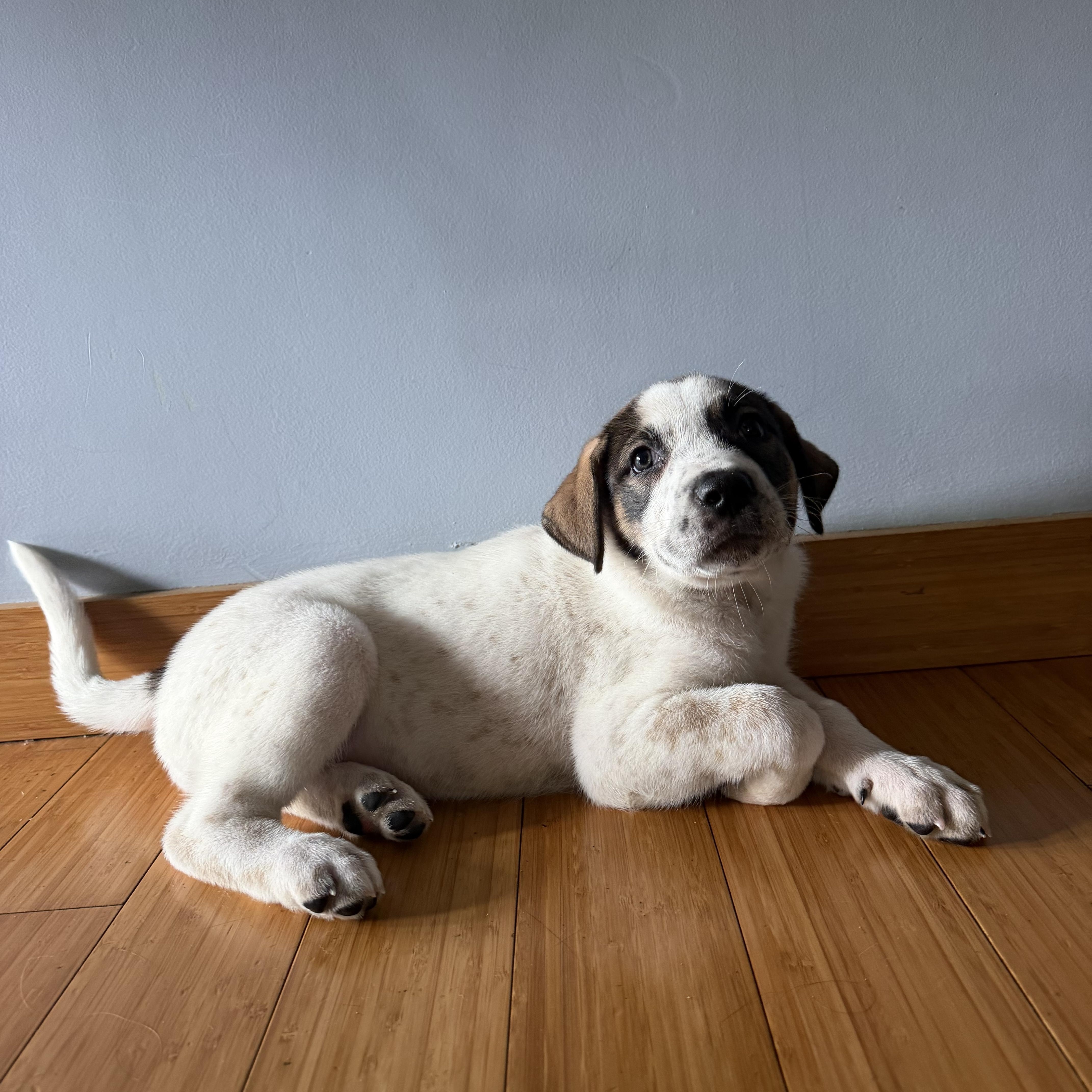 Enlarge Miss Susie, a Adoptable mixed breed in Pasadena, CA image 3/6