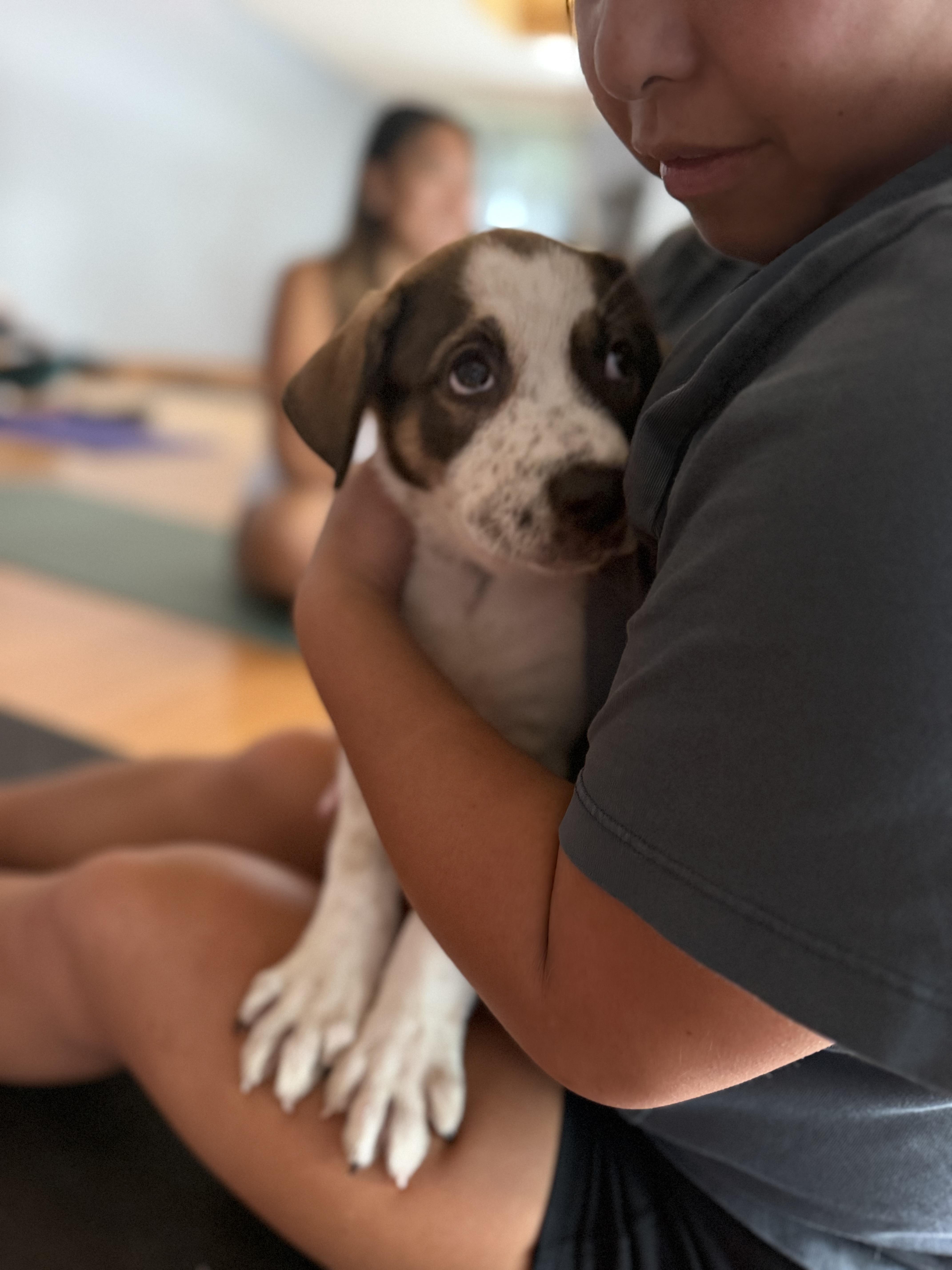 Enlarge Miss Susie, a Adoptable mixed breed in Pasadena, CA image 6/6