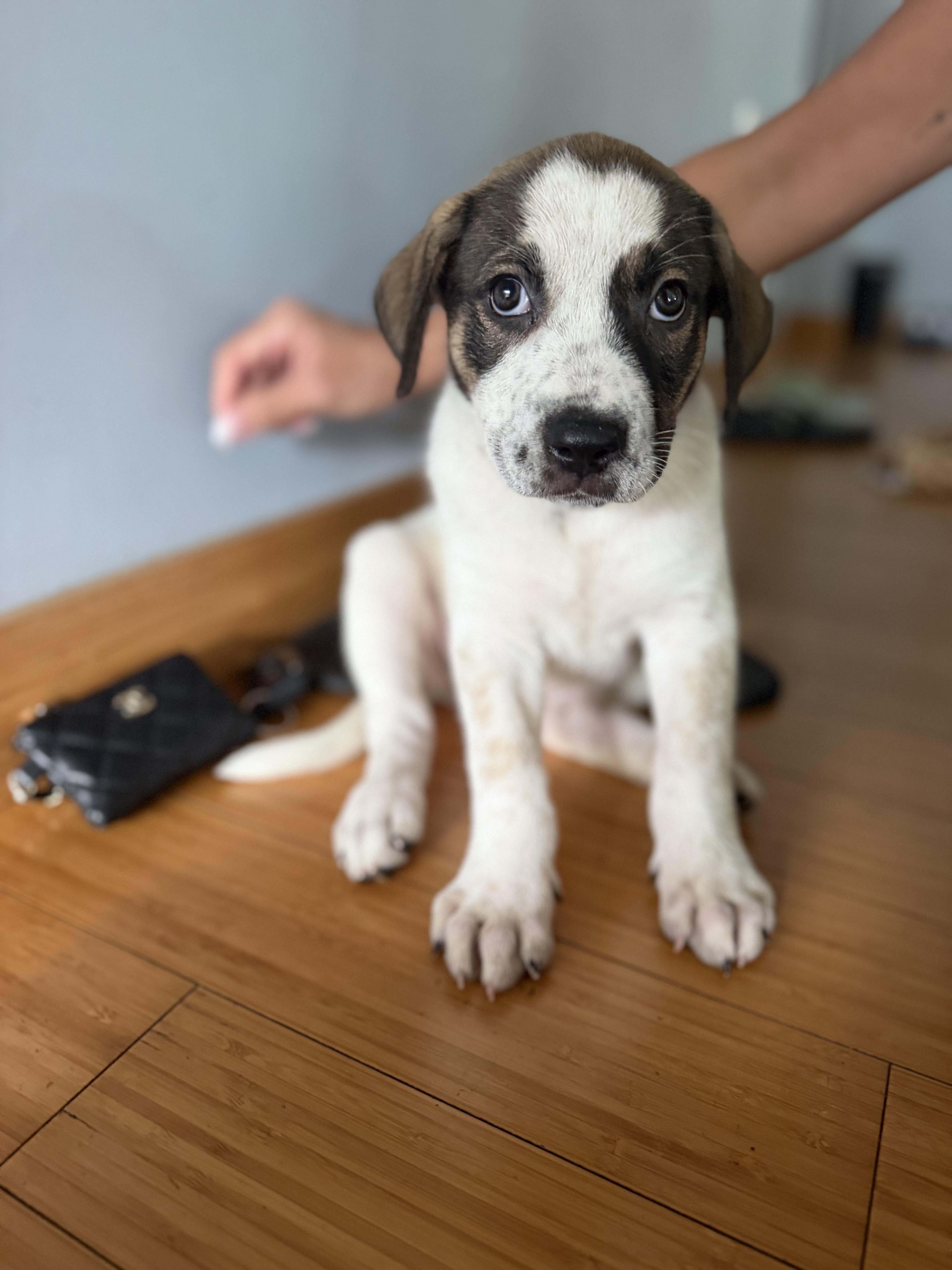 Enlarge Miss Susie, a Adoptable mixed breed in Pasadena, CA image 1/6