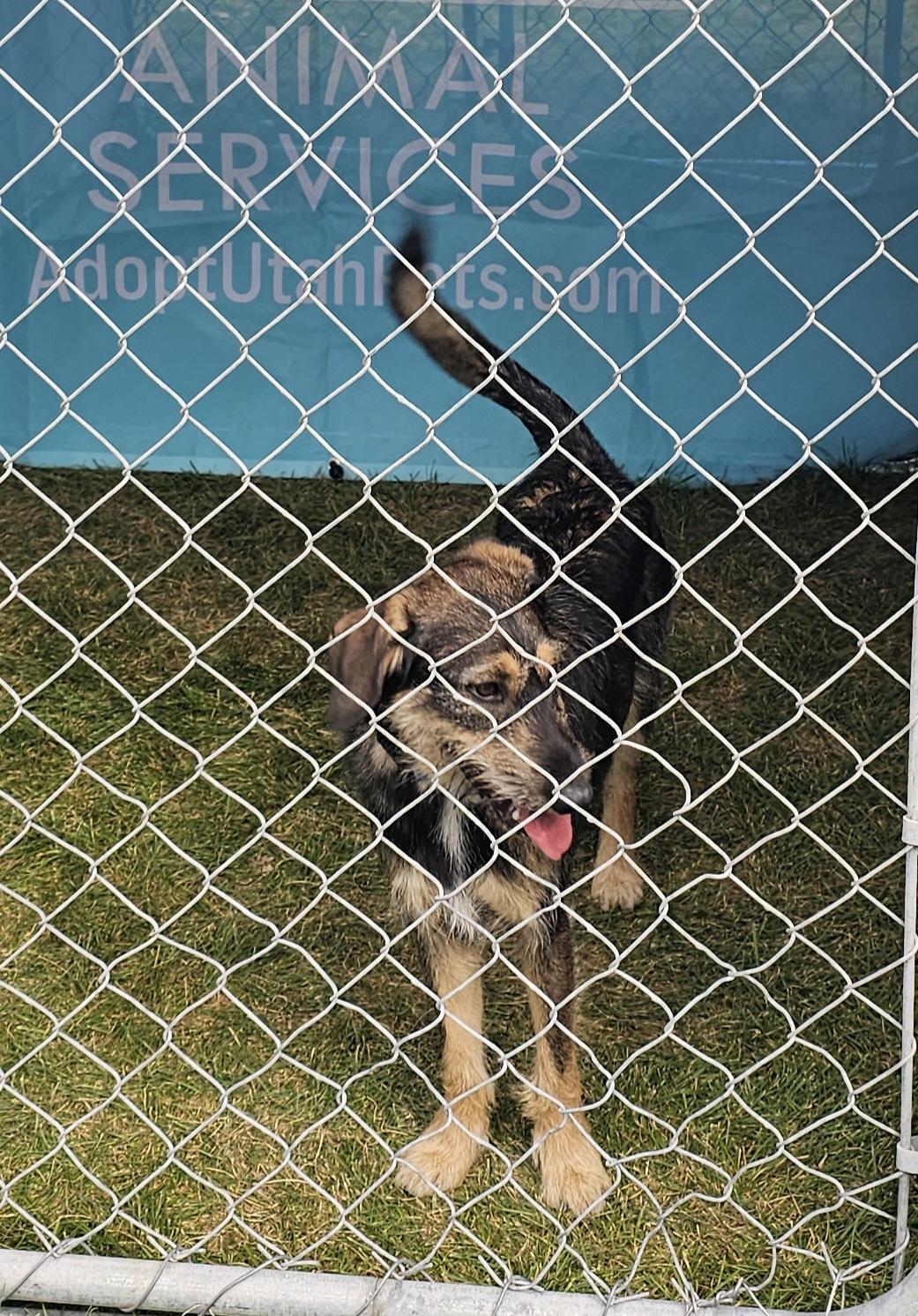 Enlarge Lela, a Adoptable mixed breed in Salt Lake City, UT image 2/2