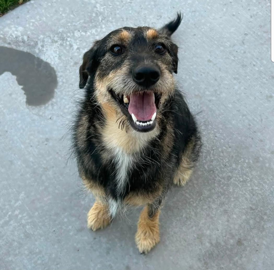 Enlarge Lela, a Adoptable mixed breed in Salt Lake City, UT image 1/2