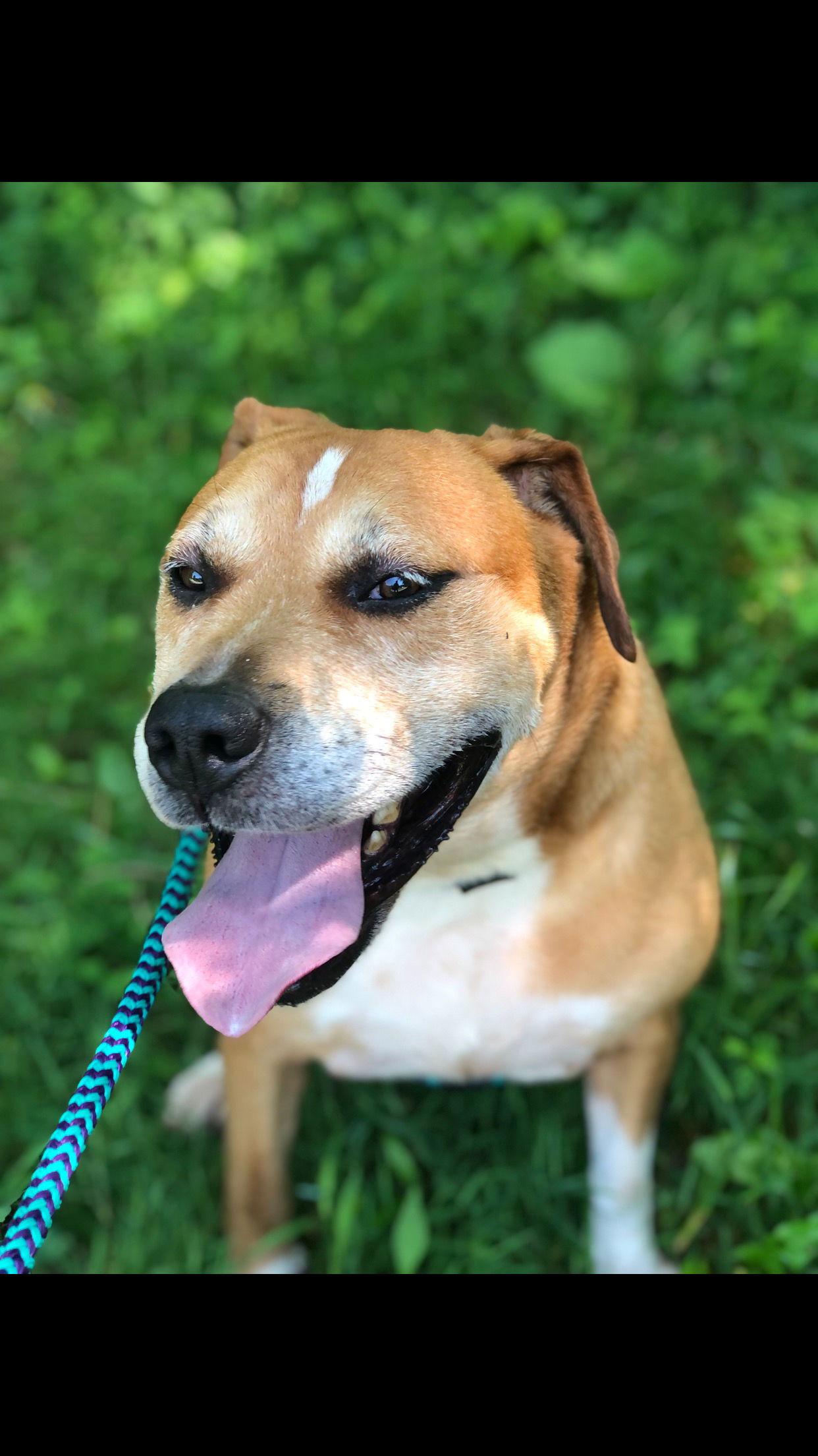 Spike, a Adoptable Pit Bull Terrier in Elkins, WV image 1/3