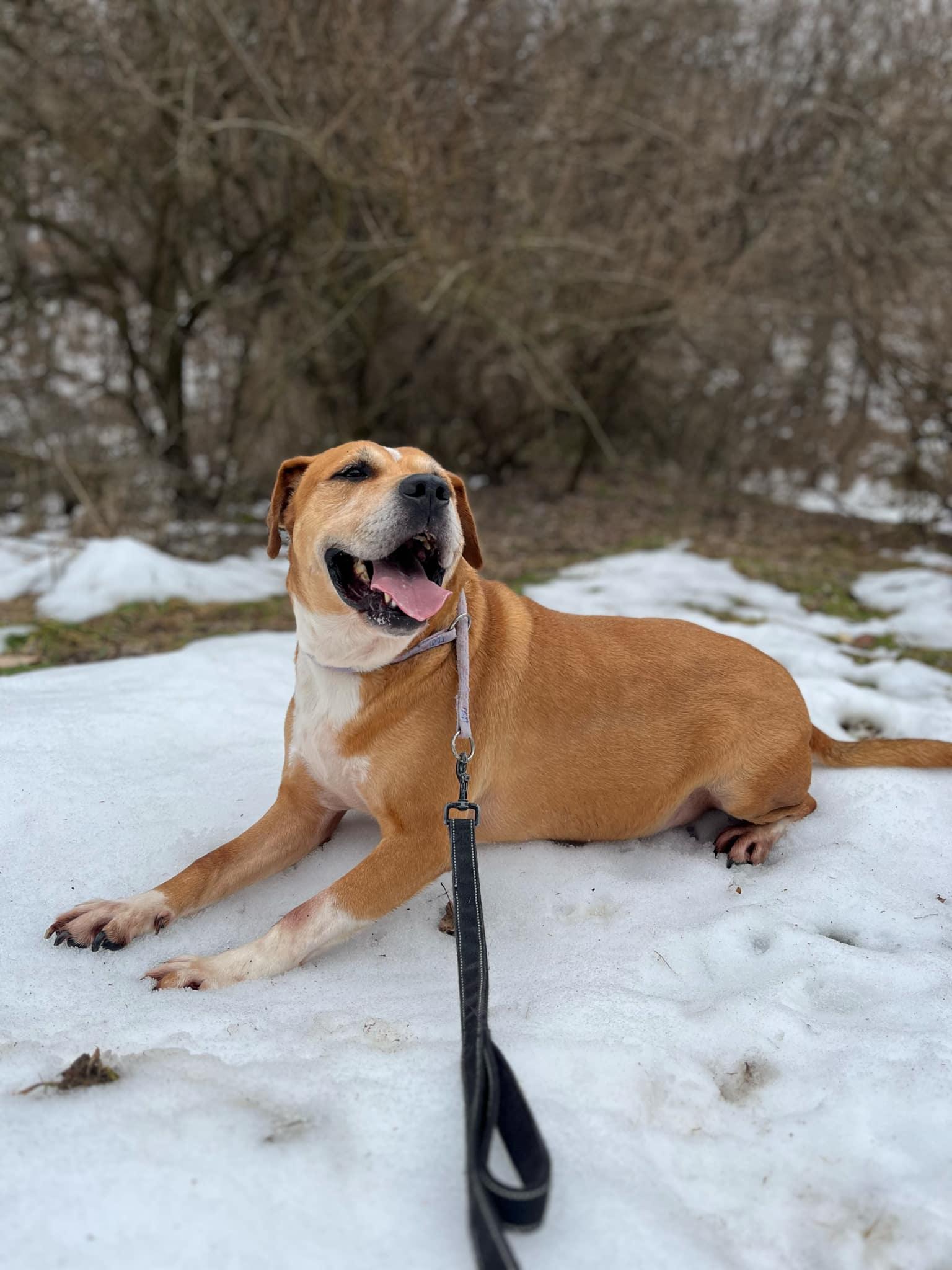Enlarge Spike, a Adoptable Pit Bull Terrier in Elkins, WV image 1/3