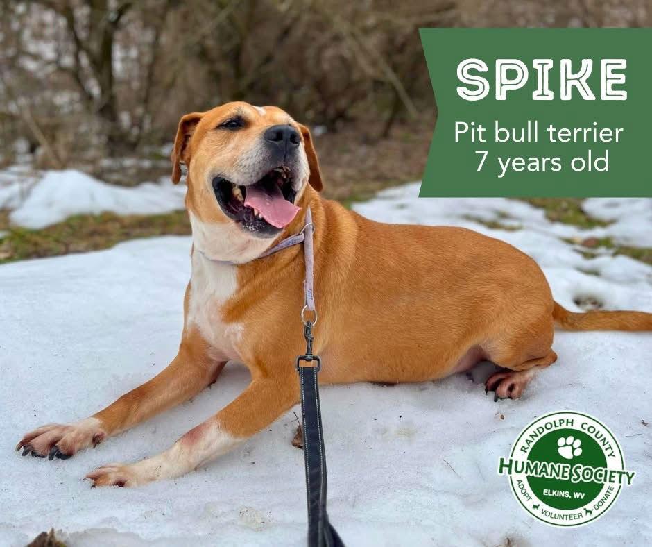 Enlarge Spike, a Adoptable Pit Bull Terrier in Elkins, WV image 3/3