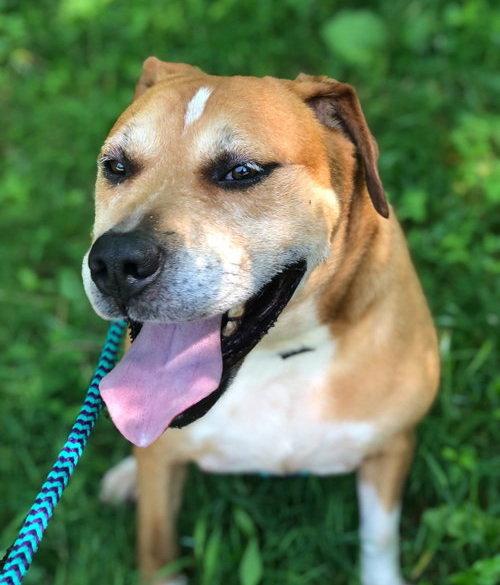 Enlarge Spike, a Adoptable Pit Bull Terrier in Elkins, WV image 3/3