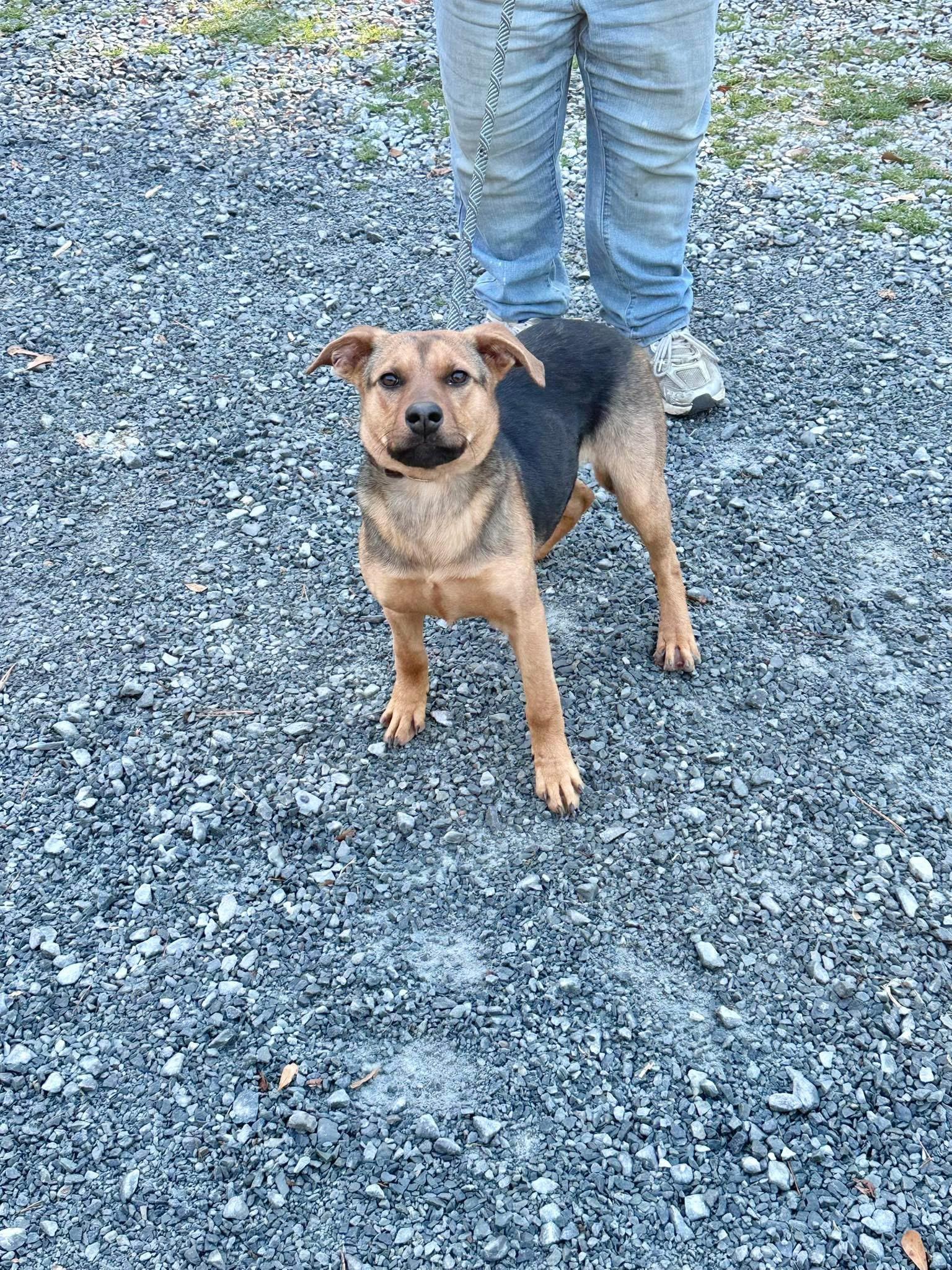 Kruger, a ADOPTABLE mixed breed in Elizabethtown, NC image 1/2
