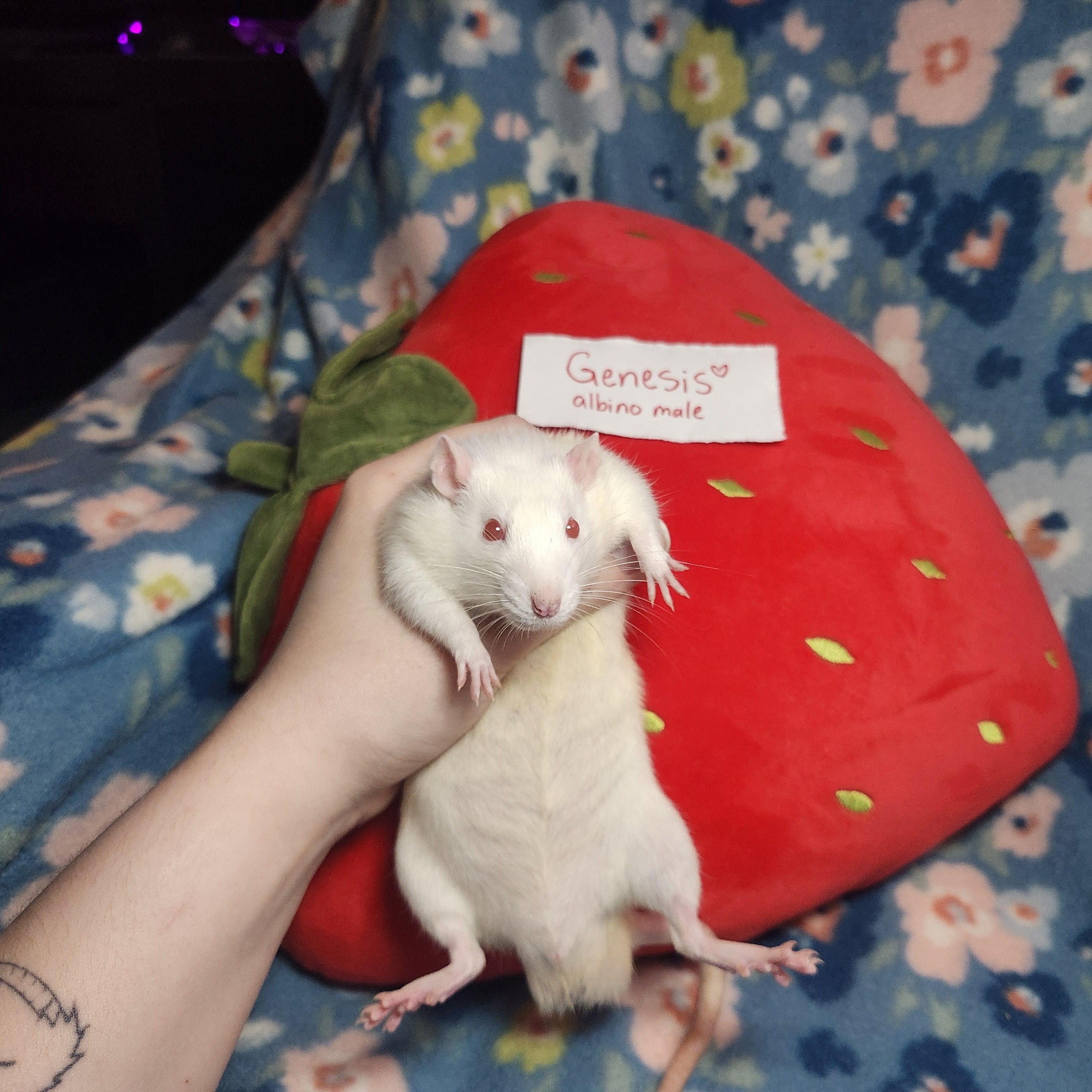 Retro Rock Rats (Group 2), an adopted Rat in West Chester, OH image 2/3