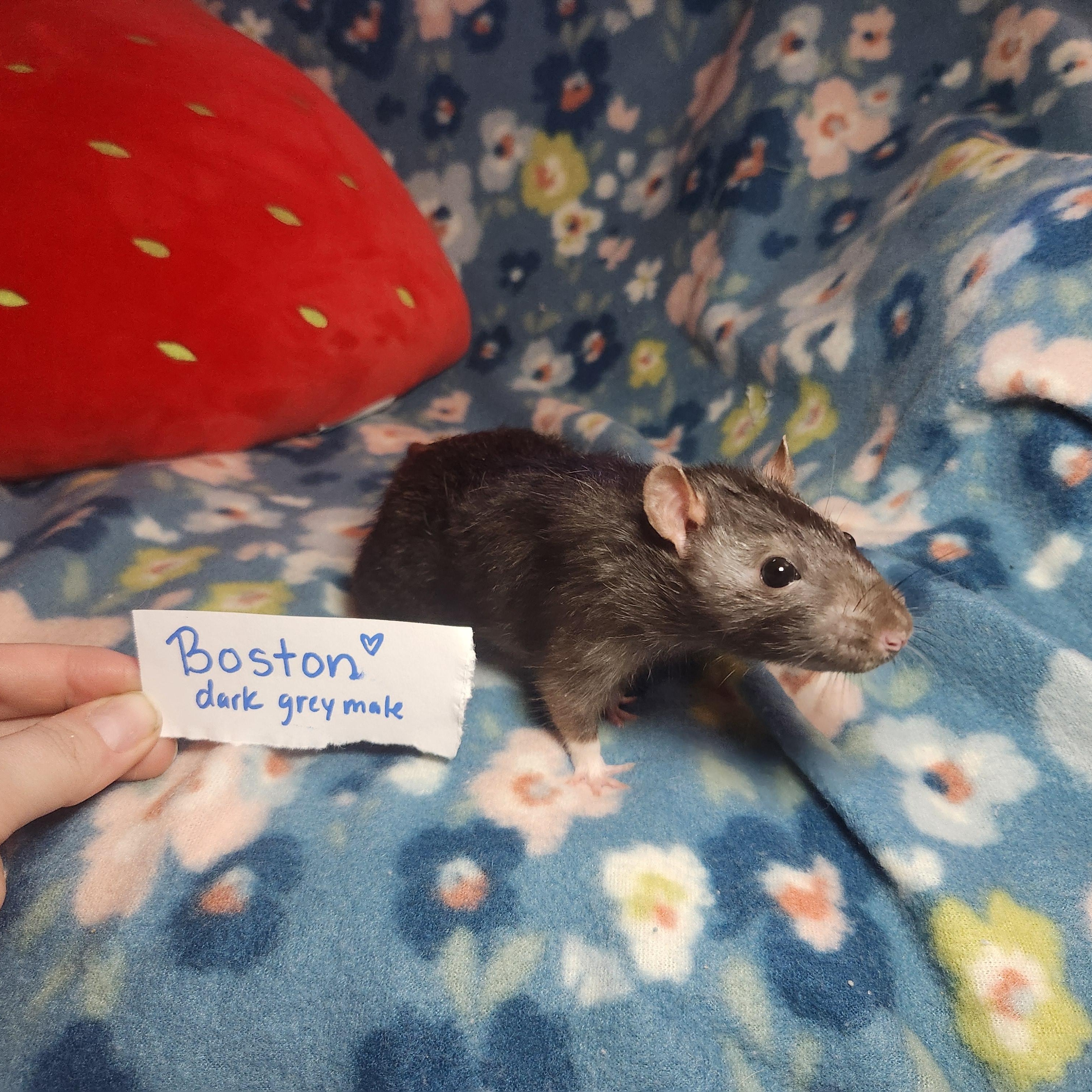 Retro Rock Rats (Group 2), adopted, Young Male Rat.
