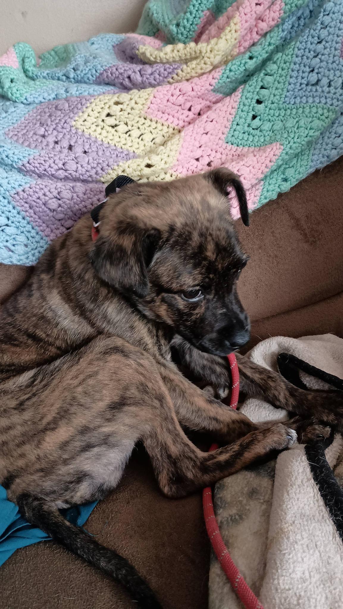 Nora, adopted, Young Female Hound.