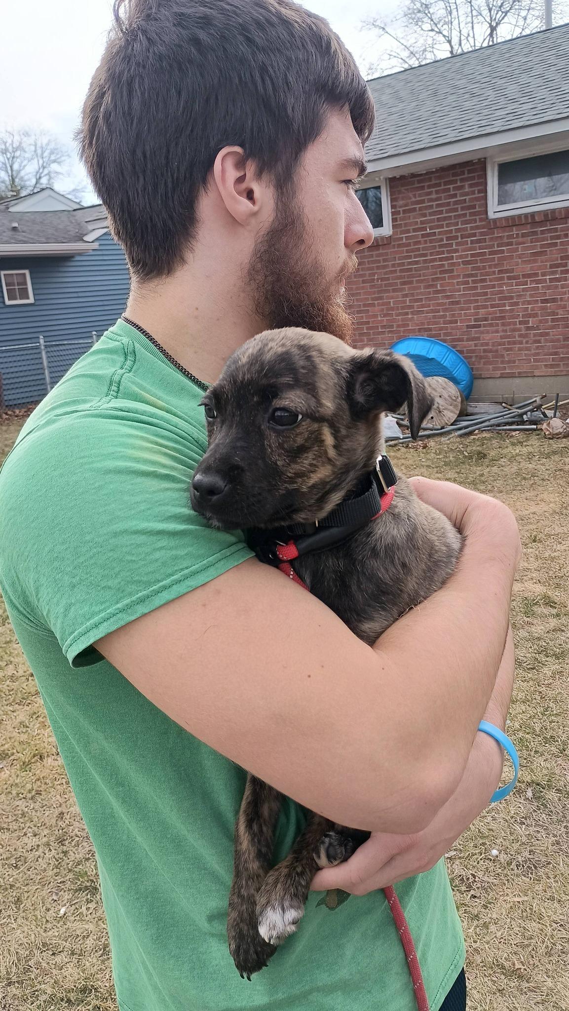Enlarge Nora, an adopted mixed breed in Albany, NY image 2/3