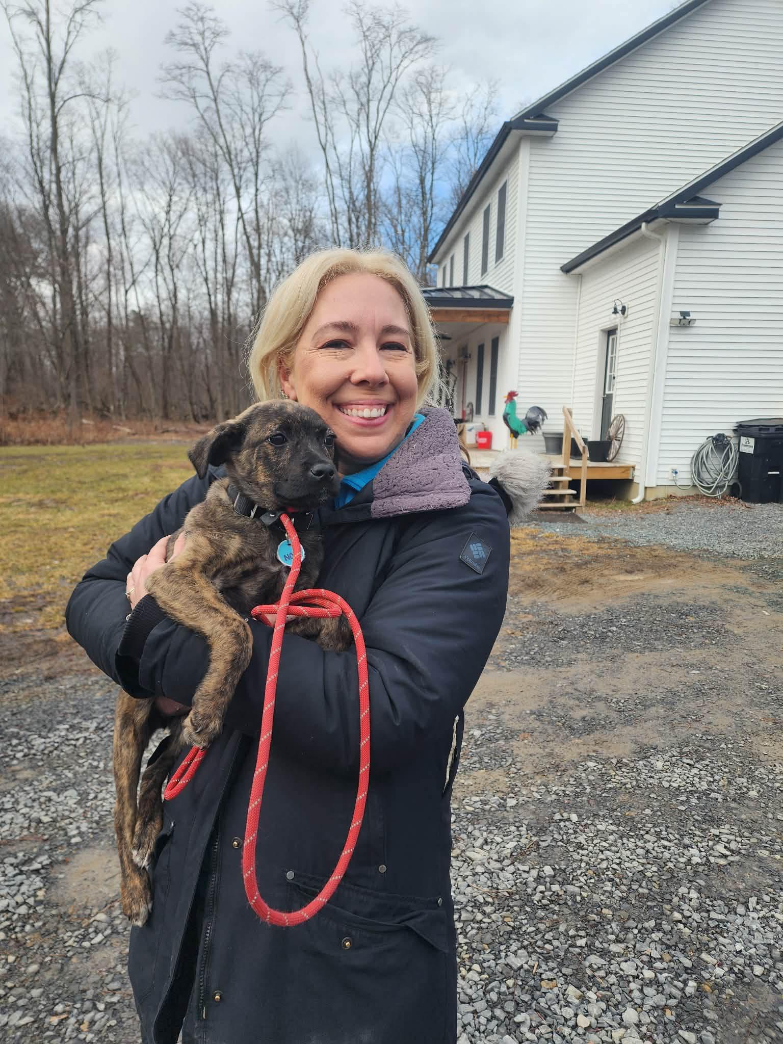 Enlarge Nora, an adopted mixed breed in Albany, NY image 3/3