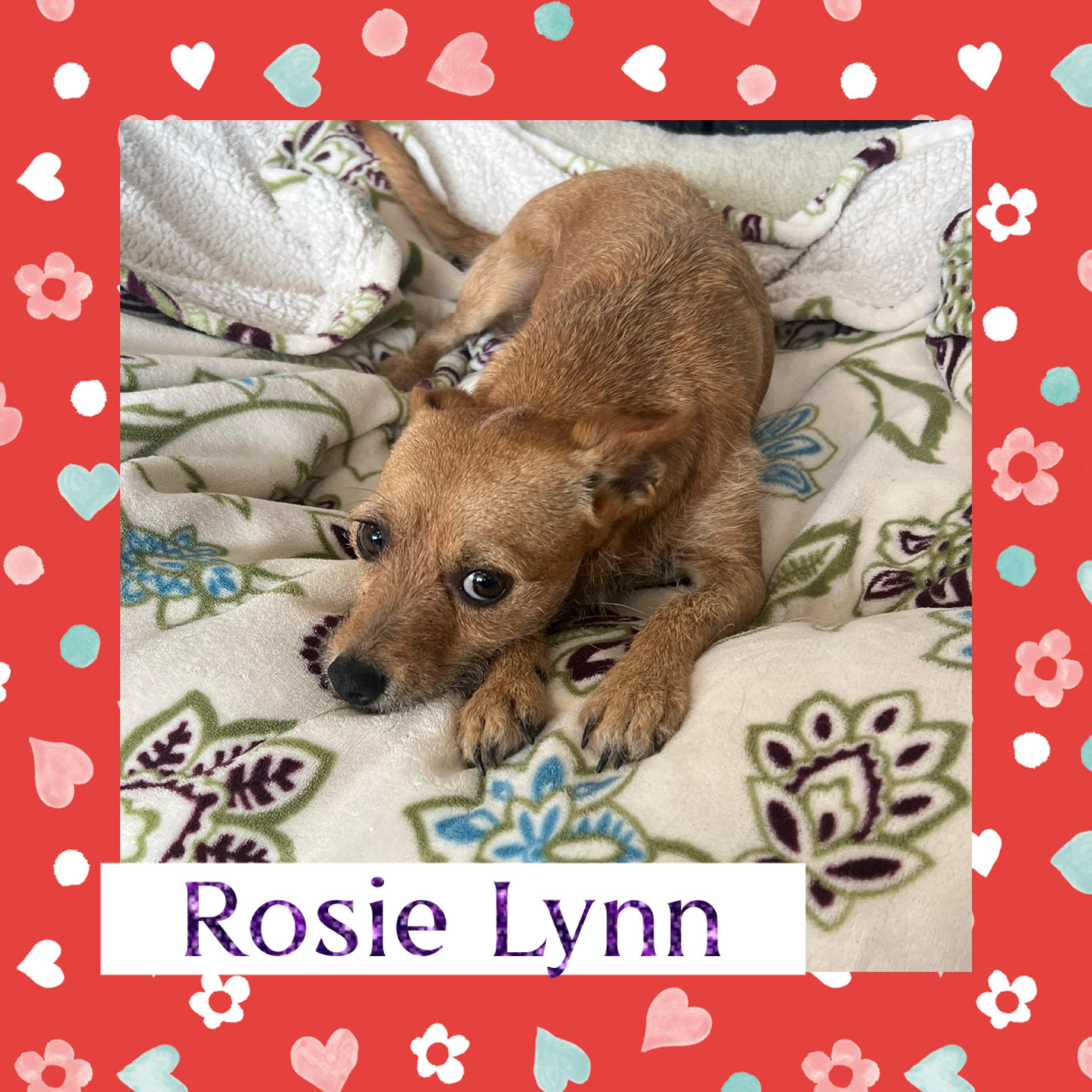 Rosie, ADOPTABLE, Young Female Chiweenie.