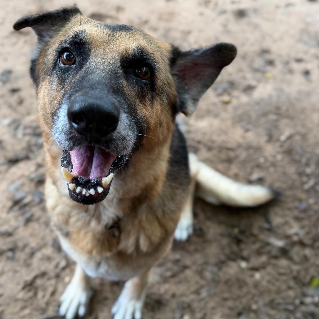 Rufus, Adoptable, Adult Male Mixed Breed.
