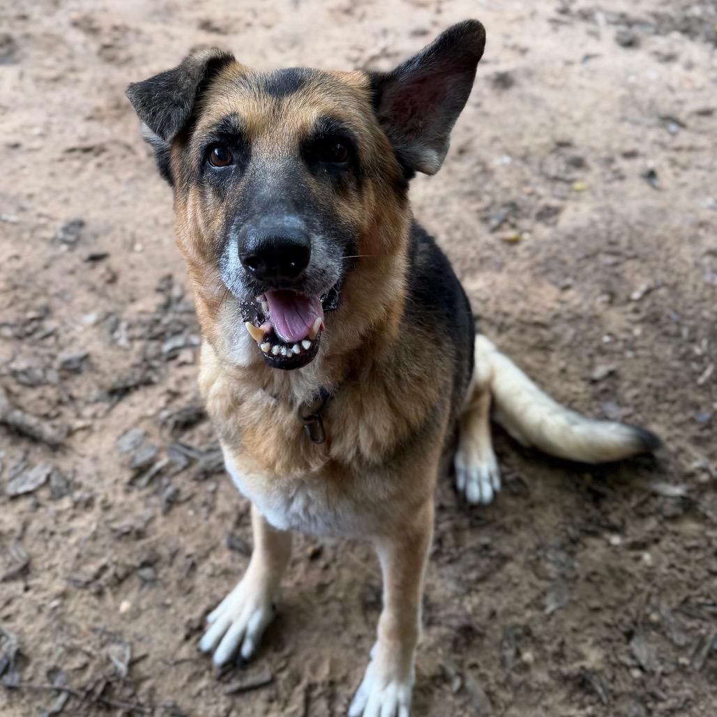 Enlarge Rufus, a Adoptable Mixed Breed in Pensacola, FL image 2/4