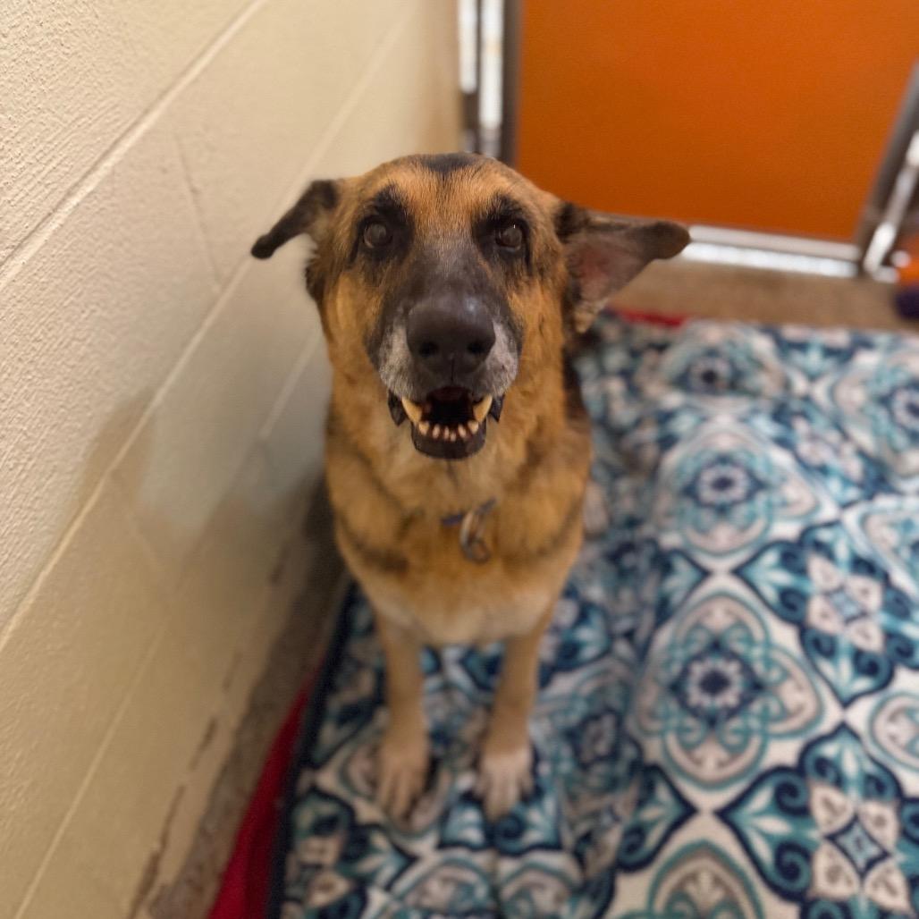Enlarge Rufus, a Adoptable Mixed Breed in Pensacola, FL image 3/4