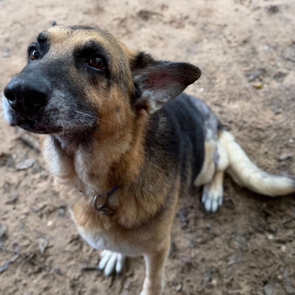 Enlarge Rufus, a Adoptable Mixed Breed in Pensacola, FL image 4/4