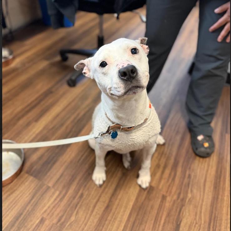 Mouse, adopted, Adult Female Pit Bull Terrier & American Bulldog.