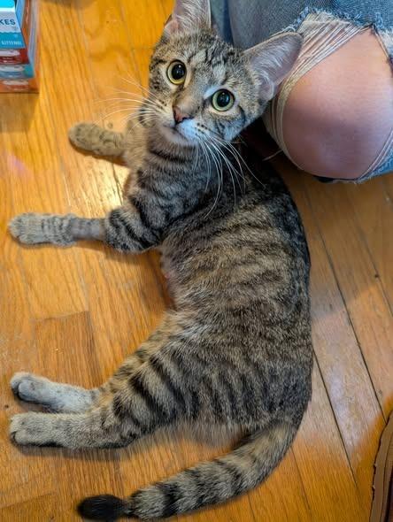 Maeve, a Adoptable mixed breed in Kettering, OH image 3/3