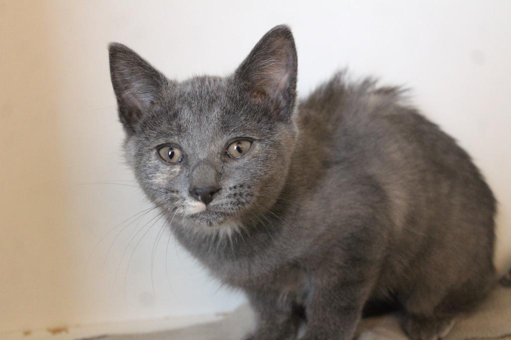 Gee Whiz, adoptable, Kitten Female Domestic Short Hair.