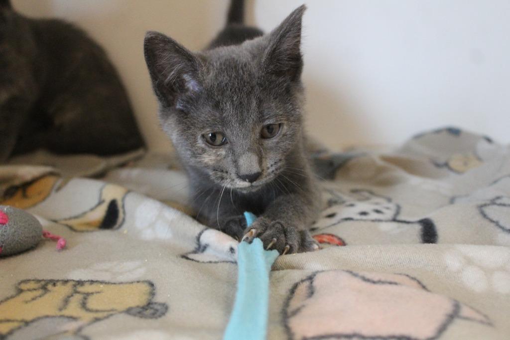 Gee Whiz, an adoptable Domestic Short Hair in Chestertown, MD image 2/3