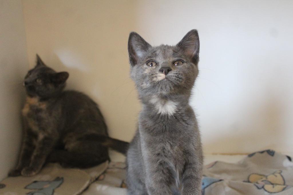 Gee Whiz, an adoptable Domestic Short Hair in Chestertown, MD image 3/3
