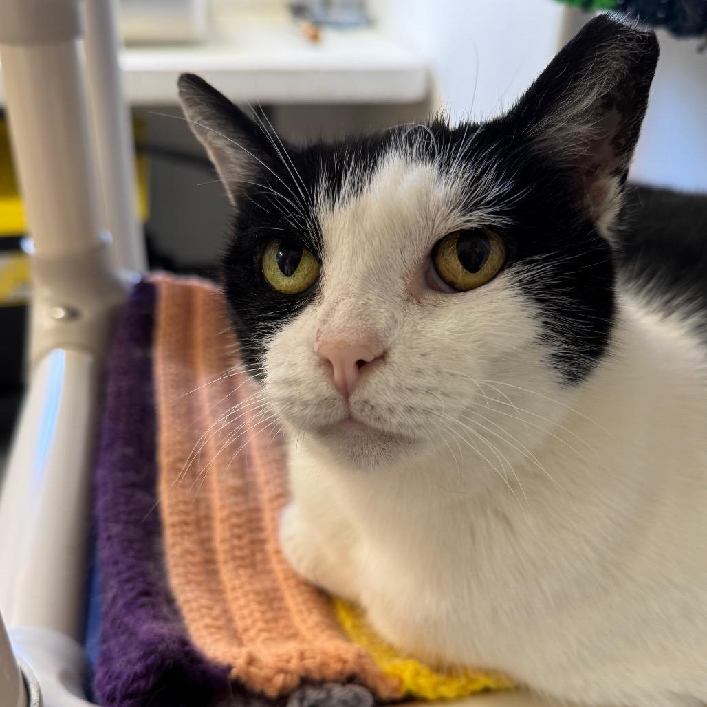 Kiki ARC2026-088, Adoptable, Adult Male Domestic Short Hair.