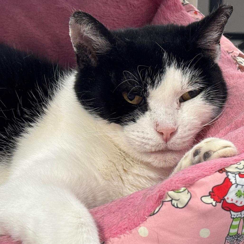 Kiki ARC2026-088, a Adoptable Domestic Short Hair in Akron, NY image 2/3