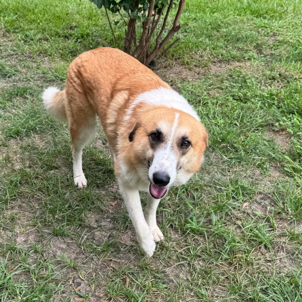 Katniss, a Adoptable mixed breed in Houston, TX image 5/6