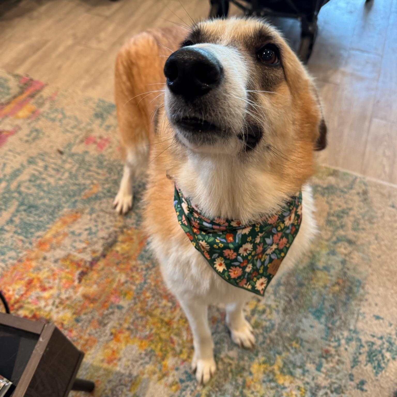 Katniss, a Adoptable mixed breed in Houston, TX image 1/6
