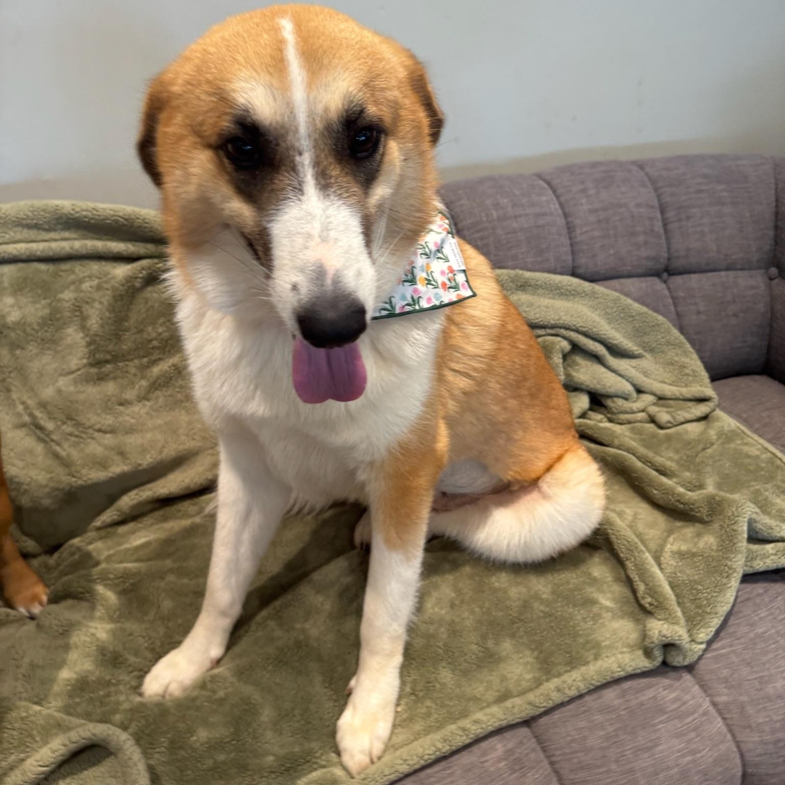 Katniss, a Adoptable mixed breed in Houston, TX image 2/6