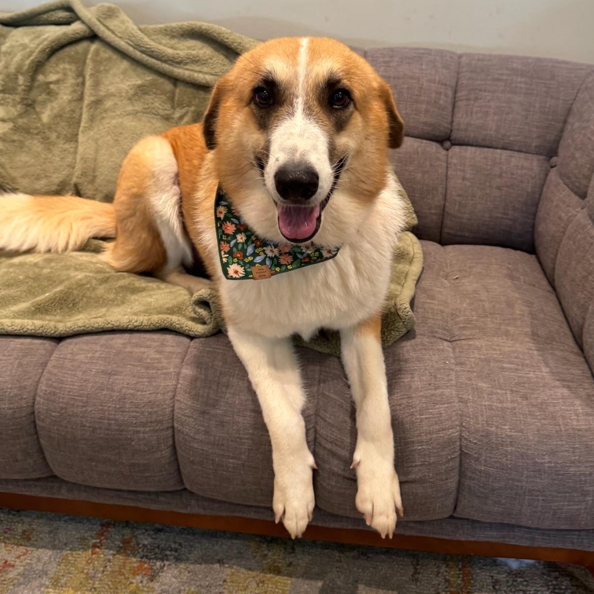 Katniss, a Adoptable mixed breed in Houston, TX image 3/6