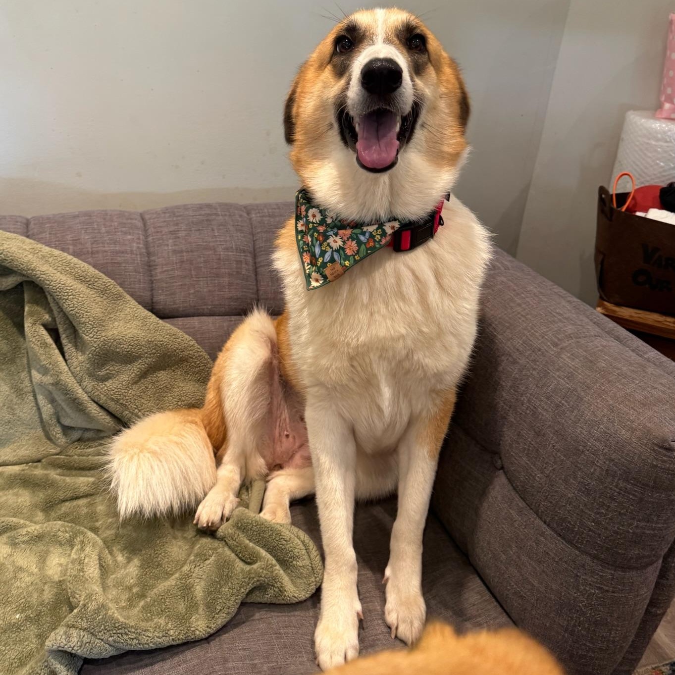 Katniss, a Adoptable mixed breed in Houston, TX image 6/6