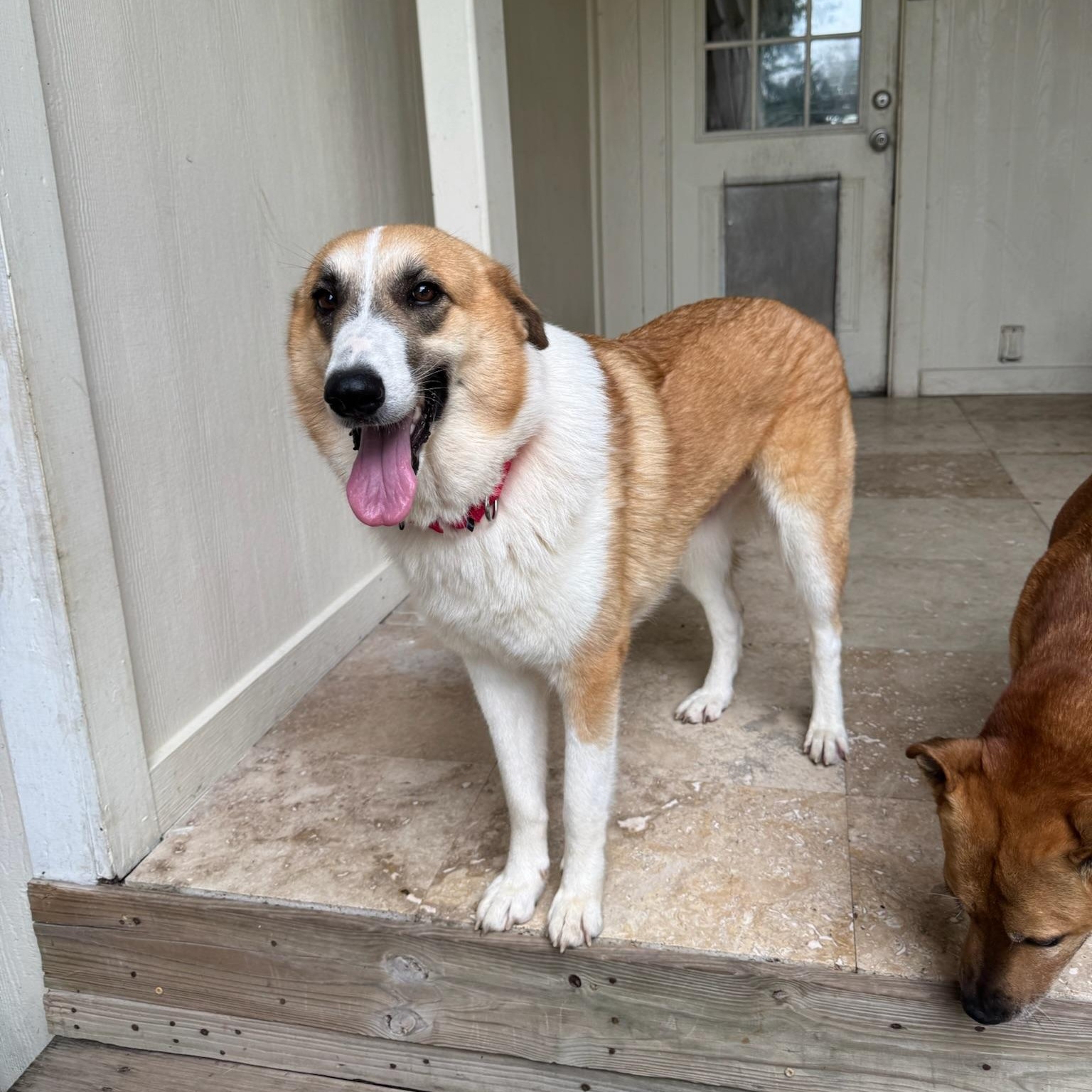 Katniss, a Adoptable mixed breed in Houston, TX image 4/6